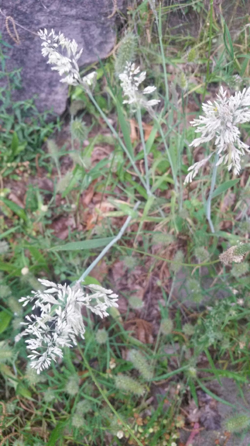 Holcus cfr. lanatus  (Poaceae)